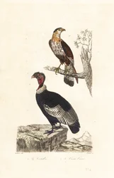 Andean condor and southern crested caracara