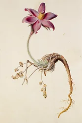 Anemone Pulsatilla