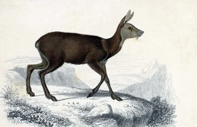 Chevrotain. Mammiferes quadrupedes ruminants - in Dictionnaire universel d