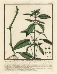 Annual mercury, Mercurialis annua