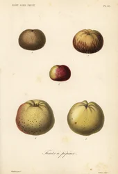 Apple Varieties