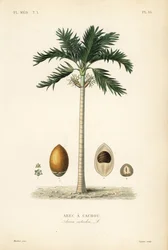 Areca nut palm tree