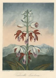 Asian Orchid Variety, extracted from The Temple of Flora, by Dr. Robert Thornton