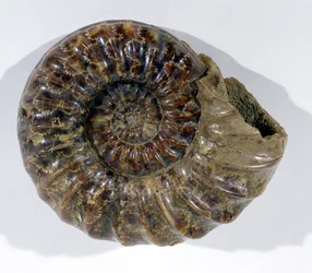 Asteroceras Obtusum (Ammonite) Found in Lyme Regis, Dorset, Lower Jurassic Period