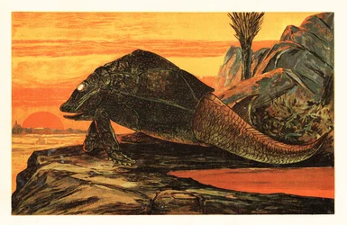 Asterolepis cornutus, Extinct Species of Armour-plated Fish (lithograph)