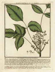 Atlantic poison oak, Toxicodendron pubescens