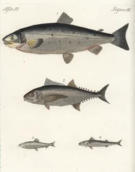 Atlantic salmon, tuna, Atlantic herring, and Atlantic mackerel. Handcoloured copperplate engraving from Friedrich Johann Bertuch