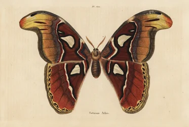 Atlas moth, Attacus atlas