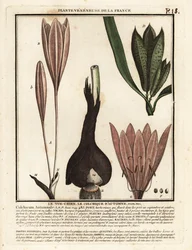 Autumn crocus