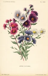 Autumnal asters: Aster novae angliae var. Constance, Aster novae angliae var. Ruber, Aster novae angliae var. Bowman, Aster amygdalinus, and Aster novi belgii Robert Parker. Chromolithograph by Pieter de Pannemaeker after an illustration by Alice Rodigas f