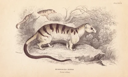 Banded Palm Civet Cat, Hemigalus derbyanus (Hemigalea zebra). Threatened