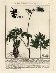 Baneberry, Actaea spicata