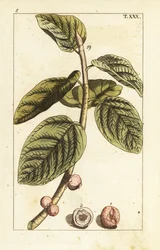 Banyan fig branch with fruit, Ficus benghalensis