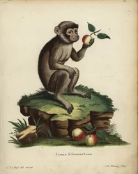 Barbary ape or macaque