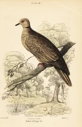 Barbary Dove