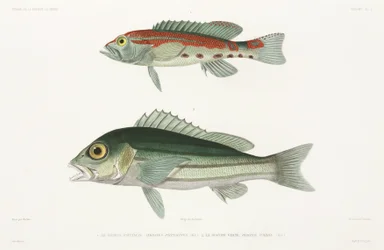 Barred Serrano Seabass and Blue and Gold Snapper