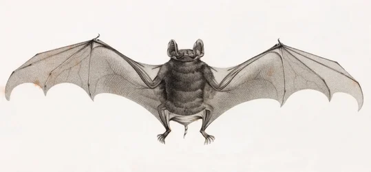 Bats in Egypt