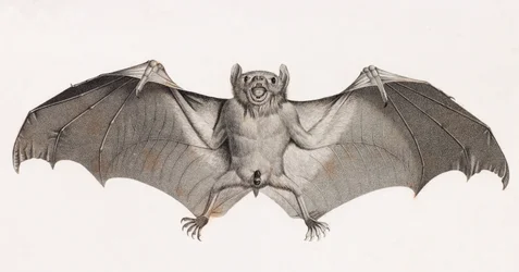 Bats in Egypt