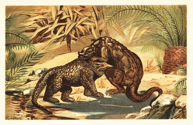 Battle Between a Megalosaurus and Iguanodon