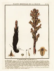 Bedstraw Broomrape; Orobanche Caryophyllacea