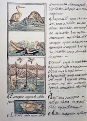 Bird hunting of the lake, page from the Florentine Codex, bilingual version in Spanish and Nahuatl, General History of the Things of New Spain, by the Spanish missionary Fray Bernardino de Sahagun (1499-1590)