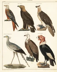 Birds of Prey (lithograph)