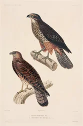 Birds of Prey