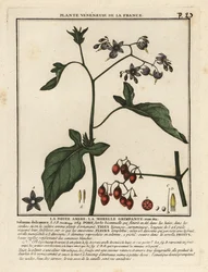 Bittersweet nightshade, Solanum dulcamara