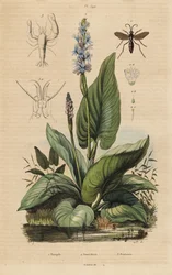 Black-Banded Spider Wasp, Anoplius Viaticus 1, Pickerelweed, Pontederia Cordata 2, and Watchman Prawn, Anchistus Custos 3