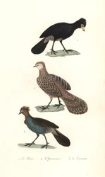 Black curassow, grey peacock-pheasant and chachalaca.