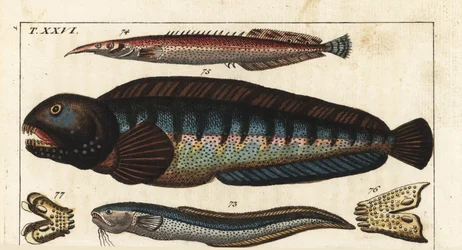 Black fin dungeon, Crete Siam fish, Wolf fish, MacroSnake blenny, lesser spiny eel, wolf fish, and its jaw and teeth