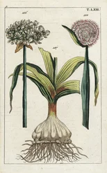 Black garlic, Allium nigrum 186, and onion, Allium cepa, bulb 187 and flower 188. Hand-coloured copperplate engraving of a botanical illustration from G. T. Wilhelm