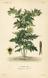 Black henbane, Hyoscyamus niger