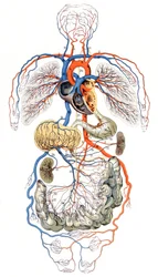Blood Circulation, c. 1880 (Print)