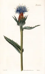 Blue Cardoncelle - Blue Thistle or Blue-Flowered Carthamus