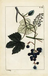 Blue grapes on vine, Vinis vitifera