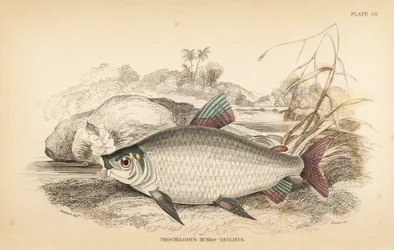 Bocachico or koulimata, Prochilodus rubrotaeniatus (Pale red-streaked salmon carp, Prochilodus rubro-taeniatus). Handcoloured steel engraving from Robert Schomburg