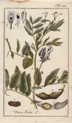 Bean Plant with Flowers, Leaves and Beans in Pods, Vicia faba