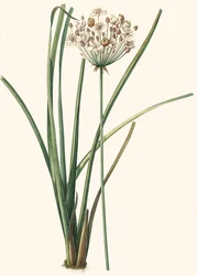 Butomus umbellatus, Flower Bangle