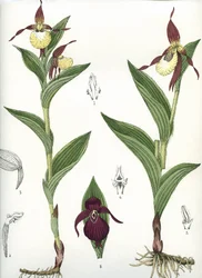 Botanical board: Cypripedium calceolus (Venus