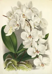 Botanical Board: Phalaenopsis Amabilis and Phalaenopsis Gigantea
