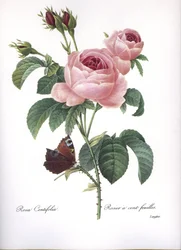 Rosa centifolia, Pink a hundred leaves