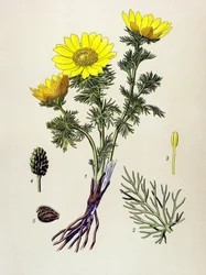Botanical Board, Poisonous and Medicinal Plant: Spring Adonis (Adonis vernalis)