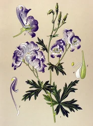 Botanical Board, Poisonous and Medicinal Plant: Aconitum variegatum