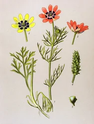 Botanical Board, Toxic and Medicinal Plant: Summer Adonis (Adonis aestivalis)