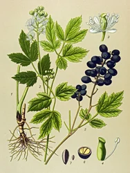 Botanical Board, Toxic and Medicinal Plant: Summer Adonis (Adonis aestivalis)
