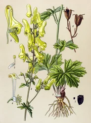 Botanical Board, Toxic and Medicinal Plant: Wolf-Killer (Aconitum lycoctonum)
