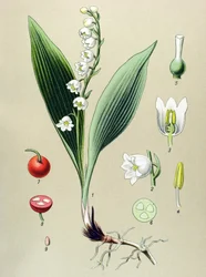 Botanical plate. Toxic and medicinal plant: lily of the valley (Convallaria majalis)