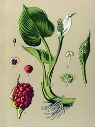 Botanical Board: Marsh Calla (Calla palustris)