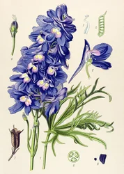 Botanical Board, Toxic Plant: Delphinium or Larkspur (Delphinium grandiflorum)